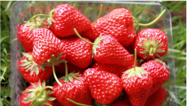 草莓种植如何才能提高糖分含量？这好多个层面要留意管理