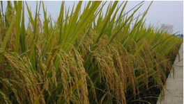 稻谷种植一亩多少成本？利润是多少？