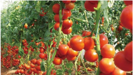 番茄出现脐腐病的症状、原因及防治方法