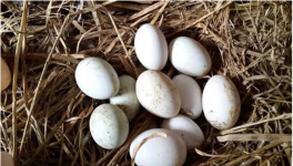 蛋鸭养殖风险