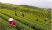 黄金茶的种植前景