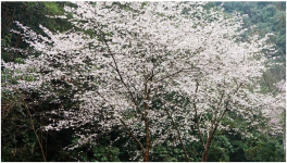 樱花树栽培技术与管理