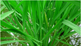 水稻出现早衰的原因及预防措施介绍