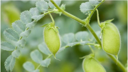鹰嘴豆的高产种植技术详解