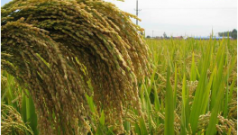 东北水稻最新价格如何？