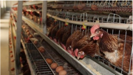 如何提高粉壳蛋鸡的养殖效益