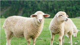 绵羊圈养有什么优缺点