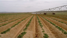 春季种植土豆高产栽培技术