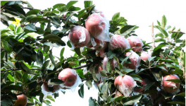种植的苹果树干腐病有哪些症状、原因及防治方法如何？