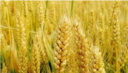 2021年小麦保险每亩交多少钱？哪些情况损失不保？