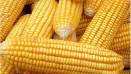 未来2021玉米价格预测 玉米价格为何上涨？