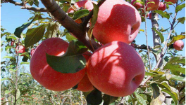 2021年苹果价格多少钱一斤？苹果种植成本利润分析
