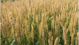 江苏今年小麦价格是多少钱一斤？小麦价格为何上涨？
