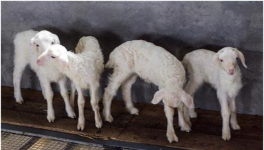 养羊新手常见问题