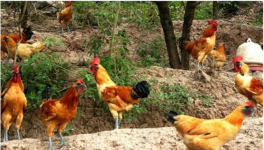 林地养鸡的养殖风险