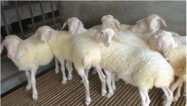 科学养羊的5大方法