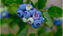 2021年蓝莓价格多少钱一斤？蓝莓种植前景怎么样？