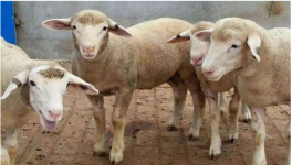 舍饲羊如何提高采食量