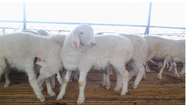 小尾寒羊的养殖技术