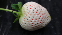 2021白草莓苗价格多少钱一株？白草莓种植前景分析