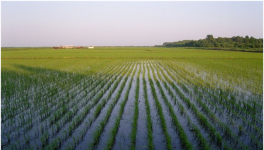 水稻浮肥现象的原因