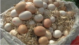 2021鸡蛋价格多少钱一斤？附鸡蛋最新价格行情走势