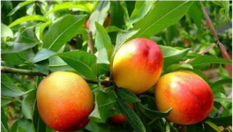 桃树成果率低是什么问题