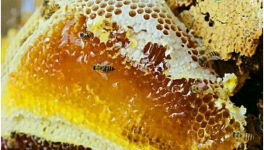 土蜂蜜市场价格及前景怎样？