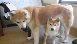 秋田犬和柴犬哪个比较好