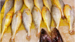 2021年大黄鱼价格多少钱一斤？大黄鱼养殖前景分析