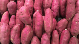 一亩红薯的利润有多少？2021年红薯种什么品种好？