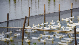 鸭子对生长环境的要求