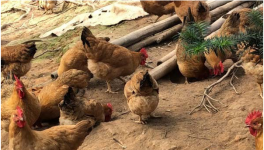 灵山鸡价格多少钱一斤？养殖前景如何？（附养殖技术）