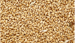 近期小麦价格还会上涨吗？小麦最新价格多少钱一斤？