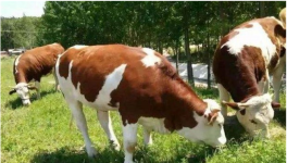 夏季养牛注意事项