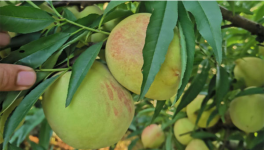 鹰嘴桃价格多少钱一斤？种植前景如何？