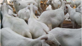 圈养羊的成本和利润有多少？
