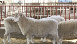养殖羊的利润与成本是多少？2021养羊的前景分析