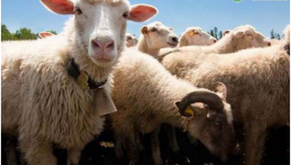 养10头奶山羊一年的利润是多少？提高产奶量的方法有哪些？