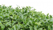 茶叶种植条件有哪些？