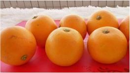橙子皮怎么做花肥？