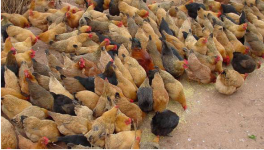 农村养殖100只鸡需要多少成本？