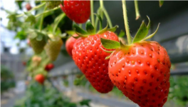 草莓如何选种