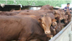 影响肉牛饲料利用率的因素