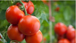 西红柿一斤多少钱？西红柿种植利润及前景分析