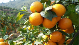促进柑橘长个的措施