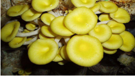 黄金菇价格多少钱一斤？种植前景怎样？