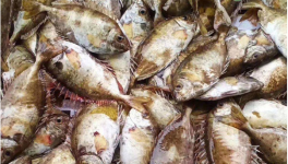 泥猛鱼价格多少钱一斤？可以人工养殖吗？