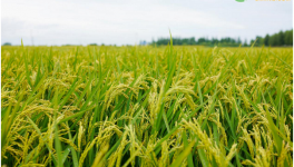 农村种植水稻有哪些补贴？2021年水稻种植补贴政策解读！
