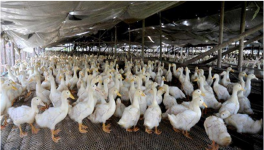 肉鸭养殖管理方法